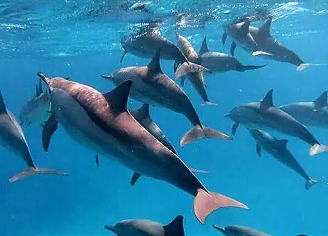Sataya - The Dolphin House
